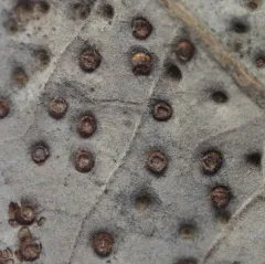 Jumping Gall Wasp thumbnail 2