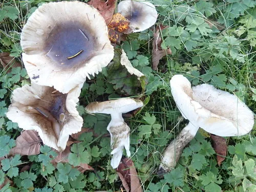 Olive Wax Cap