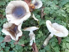 Olive Wax Cap thumbnail 1