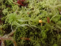 Five-ranked Bogmoss thumbnail 3