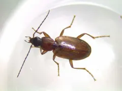 Brown-prothorax Ground Beetle thumbnail 2