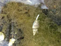 Mangelia crebricostata thumbnail 4