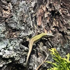 Common Wall Lizard thumbnail 4