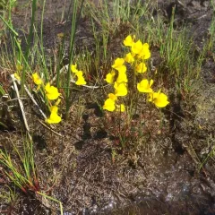 Horned Bladderwort thumbnail 1