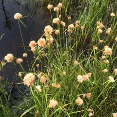tawny cottongrass thumbnail 3