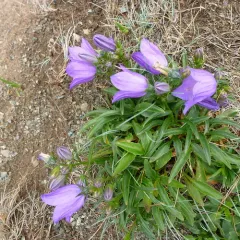 Giesecke's harebell thumbnail 1