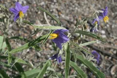 silverleaf nightshade thumbnail 4