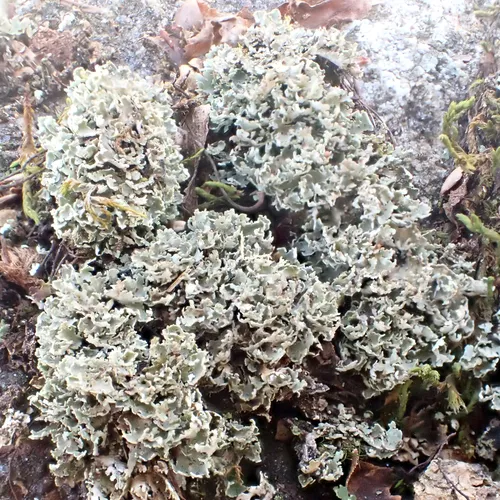 Stubby-stalked Cladonia