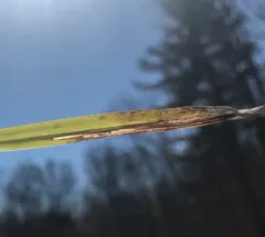 Cosmopterix clemensella thumbnail 4