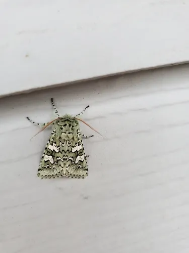 Feralia februalis