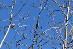 small poplar borer thumbnail 2