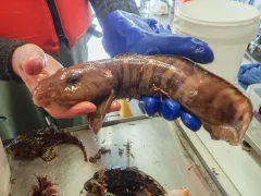 Newfoundland Eelpout thumbnail 2