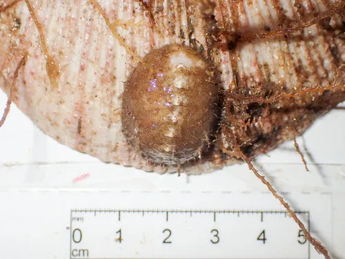 Concealed Chiton