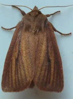 Red Sedge Borer Moth thumbnail 2