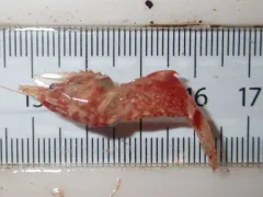 Parrot Shrimp thumbnail 4