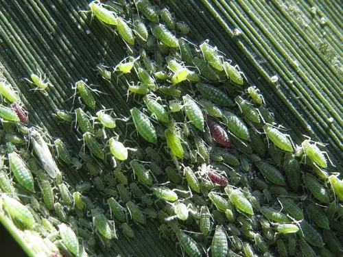 Mealy Plum Aphid