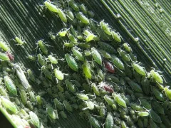 Mealy Plum Aphid thumbnail 1