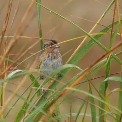 Saltmarsh Sparrow thumbnail 1