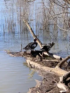 Muscovy Duck thumbnail 3
