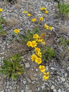 Basindaisy thumbnail 3