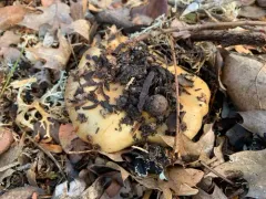 Slimy-Girdled Cort thumbnail 2