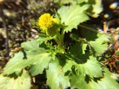 laceleaf sanicle thumbnail 2