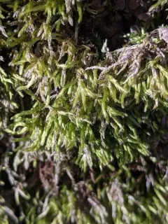 Brachythecium campestre thumbnail 4