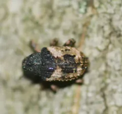Cryptorhynchus fuscatus thumbnail 1