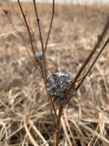 Rhopalomyia alticola