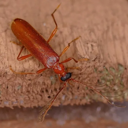 Uniform Fire-coloured Beetle