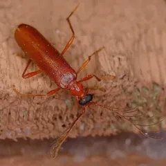 Uniform Fire-coloured Beetle thumbnail 1