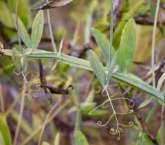Pea Powdery Mildew thumbnail 4