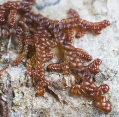 Hanging Millipede Liverwort thumbnail 4