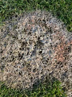 Pink Snow Mold thumbnail 2