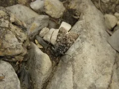 Sympistis zetterstedtii thumbnail 2