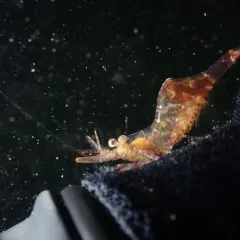 Threespine Coastal Shrimp thumbnail 3