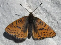 Alberta Fritillary thumbnail 2