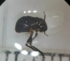 Bruchomorpha tristis thumbnail 4