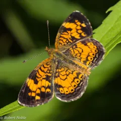 Pearl Crescent thumbnail 4