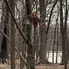 Eastern Red Bat thumbnail 2