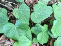 Persian Ivy thumbnail 2