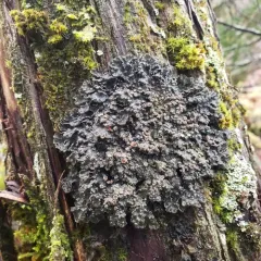 Wrinkled Shingle Lichen thumbnail 2