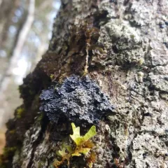 Big brown-eyed shingle thumbnail 3