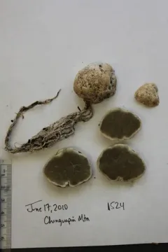 Trappea darkeri thumbnail 4