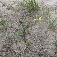 common evening-primrose thumbnail 4