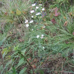 hairy white oldfield aster thumbnail 2