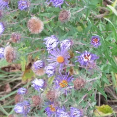New England aster thumbnail 5