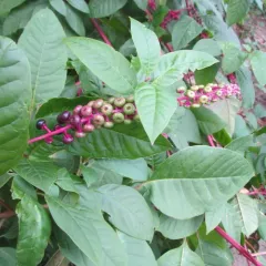 American pokeweed thumbnail 4