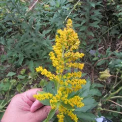 tall goldenrod thumbnail 4