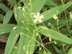 large field chickweed thumbnail 2